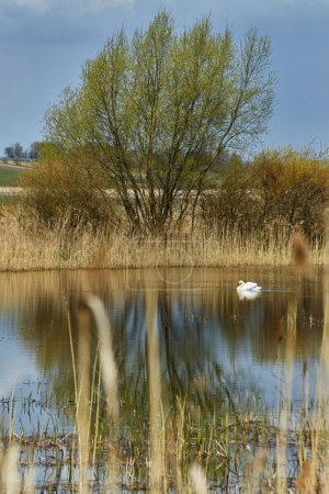 Téléchargez les photos : Cygnes observés dans un environnement naturel sauvage à l'automne, automne avec des roseaux d'herbe qui sortent de l'eau, lac. - en image libre de droit