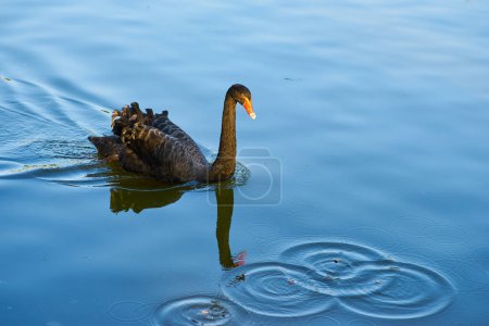 Téléchargez les photos : Beau cygne noir nage sur le lac. Nature - en image libre de droit