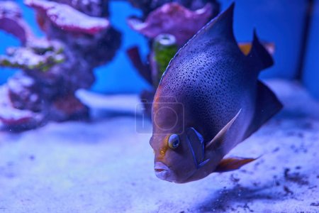 Photo for The beautifully colored parrot fish is a popular marine aquarium fish. It has also been found in the Mediterranean. - Royalty Free Image