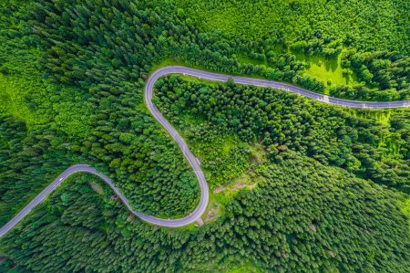 Téléchargez les photos : Route sinueuse à travers forêt dense de pins. Vue aérienne du drone, du haut vers le bas - en image libre de droit
