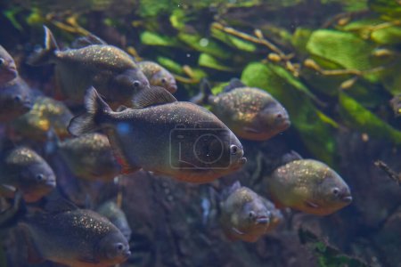 Téléchargez les photos : Groupe de beaux piranhas sous l'eau, aquarium - en image libre de droit