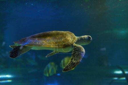 Photo for Sea turtle seen at the Aquarium in the Kyiv Aquarium - Royalty Free Image