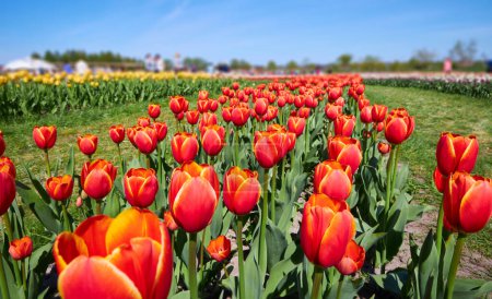 Tulipanes rojos en hileras curvas en el Noordoostpolder, Países Bajos