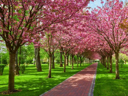 Foto de Parque con callejón de manzanos rojos en flor. Paisaje primavera - Imagen libre de derechos