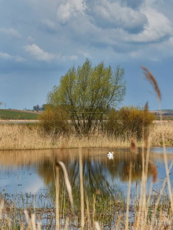 Téléchargez les photos : A swan swims in a pond surrounded by reeds - en image libre de droit