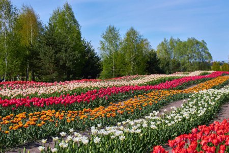 Foto de Campo de tulipanes con filas de tulipanes de diferentes colores - Imagen libre de derechos