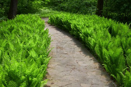 Foto de Un encantador sendero del parque bordeado de exuberantes helechos, creando una pintoresca escena con una vibrante vegetación y un ambiente sereno - Imagen libre de derechos