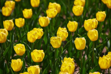 Téléchargez les photos : Tulipes jaunes fleurissant au printemps, fond de fleur de bokeh, carte florale pastel et douce, mise au point sélective - en image libre de droit