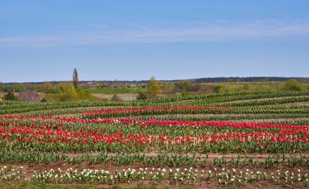 Foto de Filas de tulipanes coloridos en la granja de flores en primavera. - Imagen libre de derechos