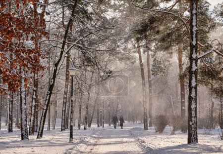 Photo for A serene winter scene in the park featuring snow-covered pine trees under a sunny sky during a snowfall - Royalty Free Image