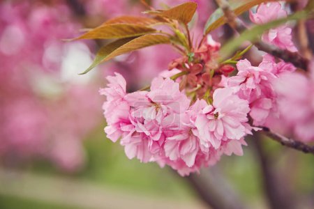 Téléchargez les photos : Fleur de cerisier au printemps avec accent doux, Saison Sakura en Corée, Fond
. - en image libre de droit