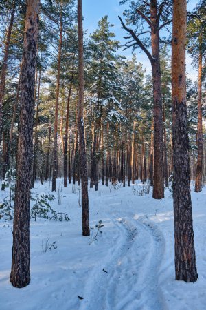 A serene winter scene in the park featuring snow-covered pine trees under a sunny sky during a snowfall