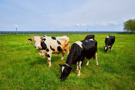 Un gran grupo de vacas pastando pacíficamente en un verde prado herboso, con colinas onduladas en el fondo