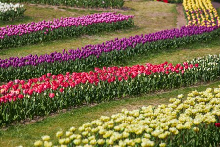 Foto de Cama de flores con tulipanes coloridos. Flores de tulipán. Flores de tulipán en parque floreciente. - Imagen libre de derechos
