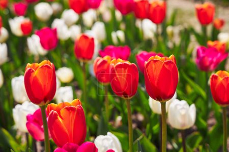 Téléchargez les photos : Des tulipes Goland en fleurs. Champ de tulipes multicolores close-up comme un concept de vacances et de printemps. Pelouse avec des fleurs avec de l'espace pour le texte et l'espace de copie. Festival des tulipes aux Pays-Bas. - en image libre de droit