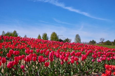 Foto de Grupo de tulipanes rojos en el parque. Paisaje primavera. - Imagen libre de derechos