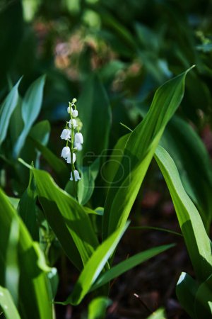 Photo for The green glade of lily of the valley flowers in the spring forest. White may-lily flower on clearing in the woods among the green leaves. - Royalty Free Image