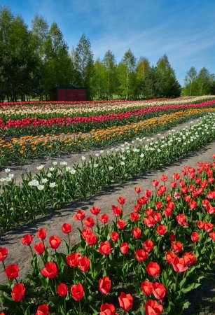 Foto de Campo de tulipanes rojos en Provenza en primavera. Puesta de sol. Cielo nublado. Foto vertical. - Imagen libre de derechos