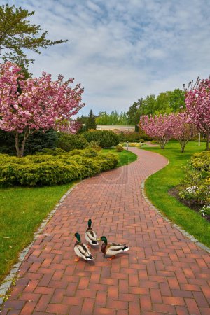 Foto de Tres patos pasean casualmente por la acera del parque, rodeados de exuberantes céspedes verdes y árboles florecientes, creando una encantadora escena de vida silvestre urbana en un entorno natural. - Imagen libre de derechos