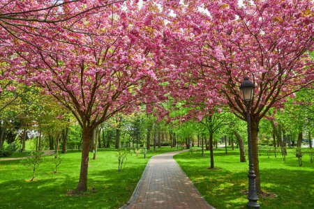Foto de Hermoso paisaje de primavera con árboles de sakura en flor en el parque - Imagen libre de derechos