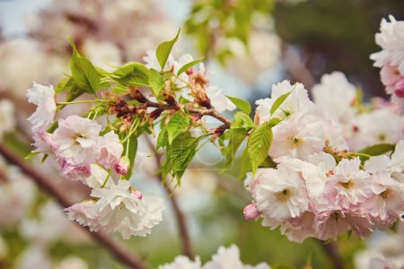 Téléchargez les photos : Fleur de cerisier au printemps avec accent doux, Saison Sakura en Corée, Fond
. - en image libre de droit