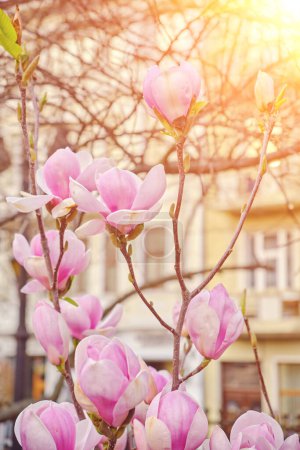 Foto de Hermoso árbol de magnolia. Cierra la flor de magnolia. Primavera en Uzhgorod Ucrania. - Imagen libre de derechos