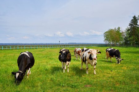Foto de Un gran grupo de vacas pastando pacíficamente en un verde prado herboso, con colinas onduladas en el fondo - Imagen libre de derechos