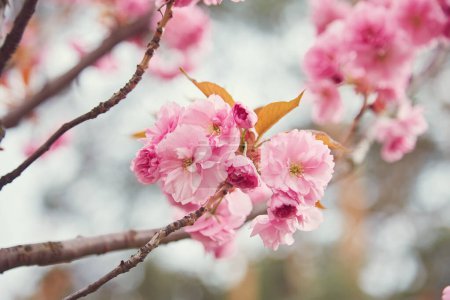 Foto de Increíbles flores de cerezo rosa en el árbol Sakura en un cielo azul. Hermoso árbol de primavera. - Imagen libre de derechos