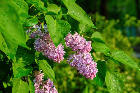 Téléchargez les photos : Beautiful lilac flowers with selective focus. Purple lilac flower with blurred green leaves. Spring blossom. Blooming lilac bush with tender tiny flower. Purple lilac flower on the bush. - en image libre de droit