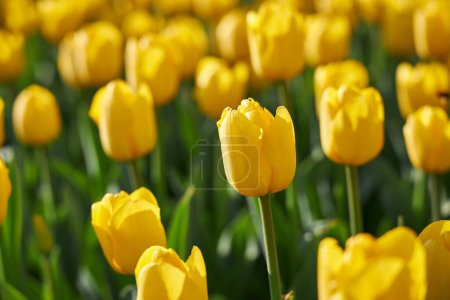 Foto de Fondo de primavera con hermosos tulipanes amarillos - Imagen libre de derechos