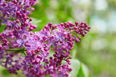 beautiful lilac flowers branch on a green background, natural spring background, soft selective focus. High quality photo