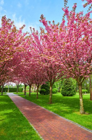 Photo for Beautiful spring landscape with blooming sakura trees in the park - Royalty Free Image