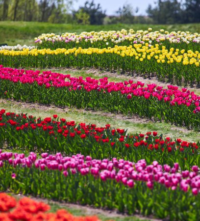 Tulpenfeld mit Reihen verschiedenfarbiger Tulpen