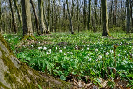 Téléchargez les photos : Anemone nemorosa is an early-spring flowering plant in the genus Anemone in the family Ranunculaceae. Common names include wood anemone, windflower - en image libre de droit