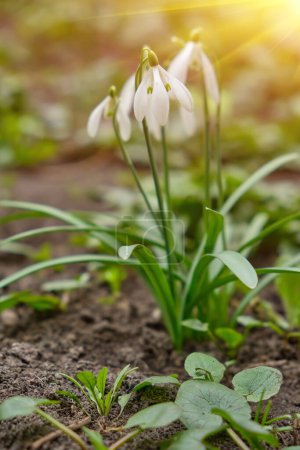 Snowdrop spring flowers. Delicate snow drop flower one of spring symbols telling us winter is leaving spring come. Fresh green white snowdrop growing in garden. March snowdrop flowers closeup banner