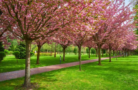 Photo for Sakura Cherry blossoming alley. Wonderful scenic park with rows of blooming cherry sakura trees and green lawn in spring. Pink flowers of cherry tree. - Royalty Free Image