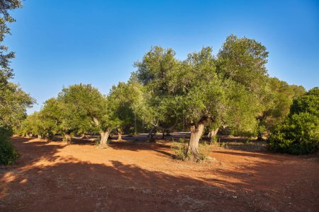 Foto de Olivos en una soleada vista al jardín de olivos - Imagen libre de derechos