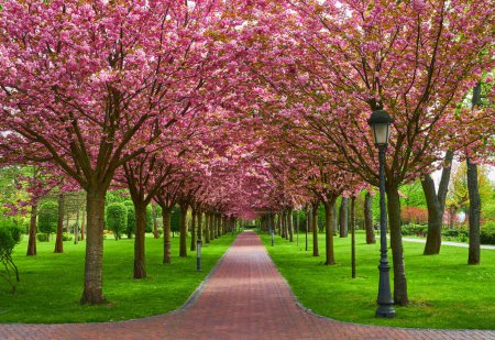 Téléchargez les photos : Un parc pittoresque avec une longue allée de fleurs de cerisiers en fleurs, formant un beau tunnel avec des arbres des deux côtés - en image libre de droit