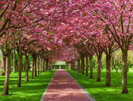 Téléchargez les photos : Beau paysage printanier avec des sakura en fleurs dans le parc - en image libre de droit