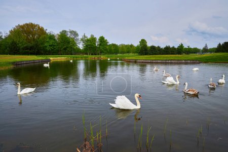 A multitude of swans gracefully gliding on an artificial lake amidst a verdant field with a lush green lawn