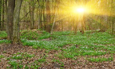 Photo for Flowering green forest on sunset , spring nature background - Royalty Free Image