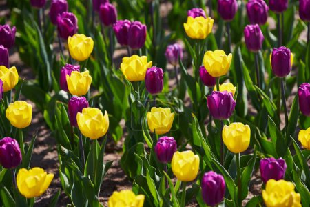 Téléchargez les photos : Des tulipes jaunes et violettes éclatantes fleurissent au printemps. - en image libre de droit