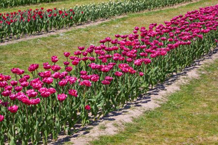 Triumph Tulpen Tulipa Purple Flag blühen in einem Garten im April