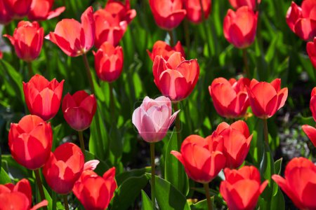 Foto de Fondo de primavera con flores de tulipanes rojos. hermoso campo de tulipanes de flor. En primavera. banner, espacio de copia - Imagen libre de derechos