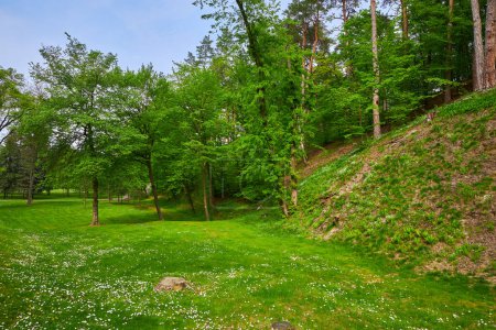 Foto de Vista panorámica de un hermoso jardín paisajístico con un césped de hierba recién cortada y árboles frondosos verdes - Imagen libre de derechos