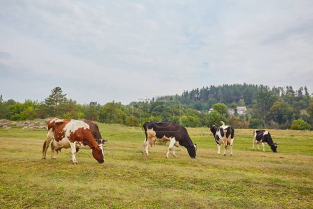 Téléchargez les photos : Les vaches tachetées pâturent sur le pâturage vert sous un ciel nuageux. Les nuages épais ressemblent à des boules de coton peintes dans différentes nuances de blanc et de gris. Les vaches mâchent paisiblement leur nourriture, profitant de l'air frais et d'une belle vue sur la nature environnante - en image libre de droit