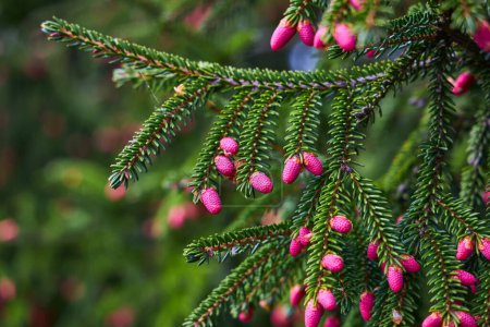 Capturing the essence of spring, a pine branch adorned with small pink cones stands out against a backdrop of lush greenery, showcasing the subtle beauty of nature's renewal