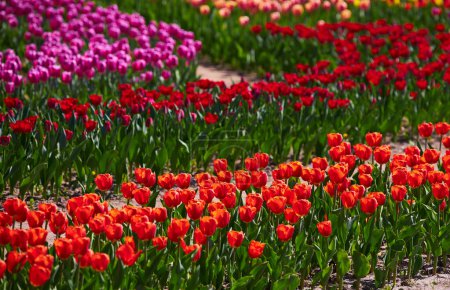 Photo for Spring background with red tulips flowers. beautiful blossom tulips field. spring time. banner, copy space - Royalty Free Image