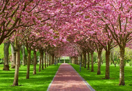 Foto de Sakura Callejón floreciente de cerezos. Maravilloso parque escénico con filas de árboles de cerezo sakura en flor y césped verde en primavera. Flores rosadas de cerezo. - Imagen libre de derechos