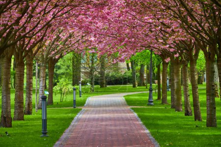 Téléchargez les photos : Un parc pittoresque avec une longue allée de fleurs de cerisiers en fleurs, formant un beau tunnel avec des arbres des deux côtés - en image libre de droit